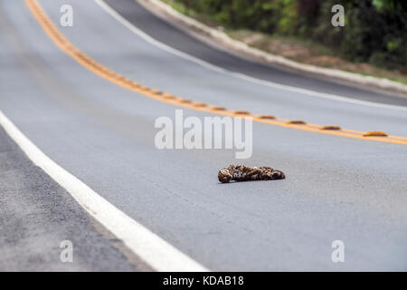 'Atropelamento de animais (fauna) fotografado em Linhares, Espírito Santo - Sudeste do Brasil. Bioma Mata Atlântica. Registrazione feito em 2014. ITA Foto Stock