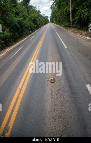 'Atropelamento de animais (fauna) fotografado em Linhares, Espírito Santo - Sudeste do Brasil. Bioma Mata Atlântica. Registrazione feito em 2014. ITA Foto Stock