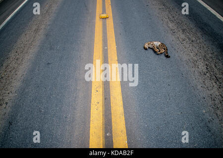 'Atropelamento de animais (fauna) fotografado em Linhares, Espírito Santo - Sudeste do Brasil. Bioma Mata Atlântica. Registrazione feito em 2014. ITA Foto Stock