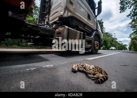 'Atropelamento de animais (fauna) fotografado em Linhares, Espírito Santo - Sudeste do Brasil. Bioma Mata Atlântica. Registrazione feito em 2014. ITA Foto Stock