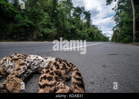 'Atropelamento de animais (fauna) fotografado em Linhares, Espírito Santo - Sudeste do Brasil. Bioma Mata Atlântica. Registrazione feito em 2014. ITA Foto Stock