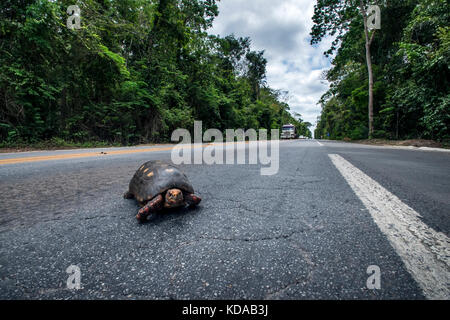 'Atropelamento de animais (fauna) fotografado em Linhares, Espírito Santo - Sudeste do Brasil. Bioma Mata Atlântica. Registrazione feito em 2014. ITA Foto Stock