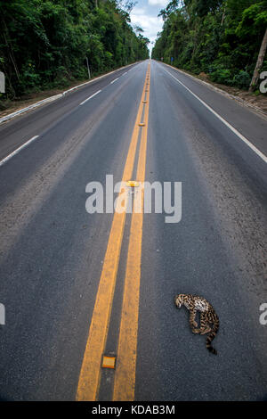 'Atropelamento de animais (fauna) fotografado em Linhares, Espírito Santo - Sudeste do Brasil. Bioma Mata Atlântica. Registrazione feito em 2014. ITA Foto Stock