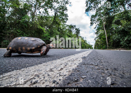 'Atropelamento de animais (fauna) fotografado em Linhares, Espírito Santo - Sudeste do Brasil. Bioma Mata Atlântica. Registrazione feito em 2014. ITA Foto Stock