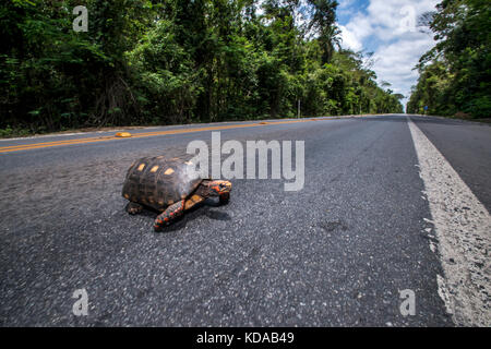 'Atropelamento de animais (fauna) fotografado em Linhares, Espírito Santo - Sudeste do Brasil. Bioma Mata Atlântica. Registrazione feito em 2014. ITA Foto Stock