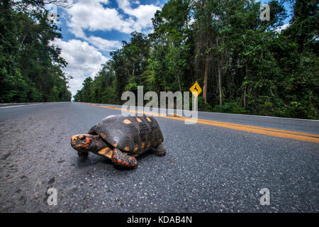 'Atropelamento de animais (fauna) fotografado em Linhares, Espírito Santo - Sudeste do Brasil. Bioma Mata Atlântica. Registrazione feito em 2014. ITA Foto Stock