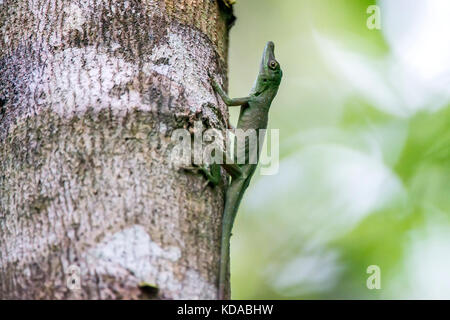 'Lagartixa-verde-da-amazônia (Dactyloa punctatus) fotografado em Linhares, Espírito Santo - Sudeste do Brasil. Bioma Mata Atlântica. Registrazione feito e Foto Stock