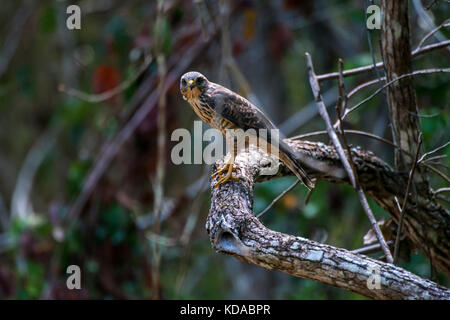 "Gavião-carijó (rupornis magnirostris) fotografado em linhares, Espirito Santo - sudeste do Brasil. bioma mata atlântica. registro feito em 2015. Foto Stock