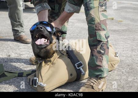 Un soldato della portaerei canina degli Stati Uniti prepara il suo cane da lavoro militare per un salto con paracadute presso la base dei Marine Camp Lejeune il 10 settembre 2015 a Jacksonville, Carolina del Nord. Foto Stock