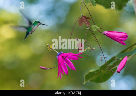 "Beija-flor-de-fronte-violeta fêmea (thalurania glaucopis) fotografado em linhares, Espirito Santo - sudeste do Brasil. bioma mata atlântica. registr Foto Stock