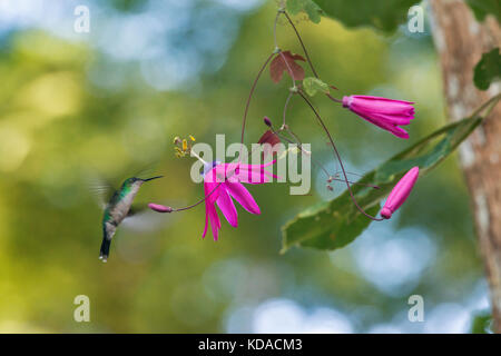 "Beija-flor-de-fronte-violeta fêmea (thalurania glaucopis) fotografado em linhares, Espirito Santo - sudeste do Brasil. bioma mata atlântica. registr Foto Stock