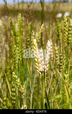 I picchi di bianco di grano Foto Stock