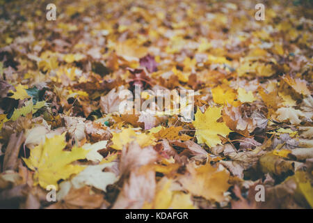 Caduto foglie di acero, stagione autunno sfondo, selectove focus Foto Stock