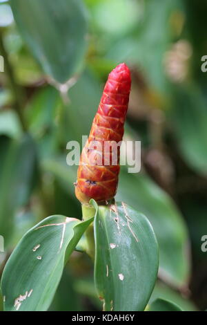 Pulsante rosso zenzero (costo woodsonii), Punta Uva, Puerto Viejo de Talamanca, Limón provincia, il Mare dei Caraibi, Costa Rica, America Centrale Foto Stock