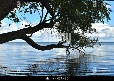 Albero su un litorale con rami abbassata nell'acqua. mar baltico. Foto Stock