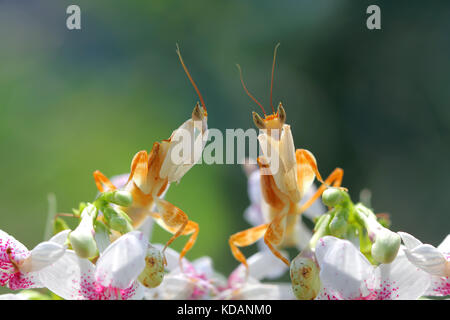 Due mantide religiosa su fiori di orchidea Foto Stock