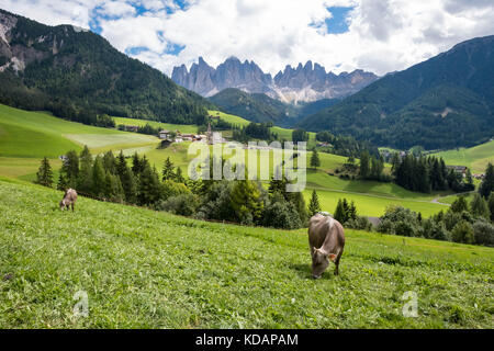 Mucche pascolano in un prato, Santa Magdalena, Trentino-Alto Adige, Italia Foto Stock
