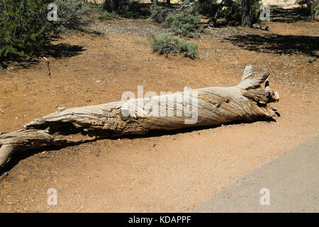 Il tronco di un utah juniper (juniperous osteosperma) sul bordo sud del Grand Canyon Foto Stock