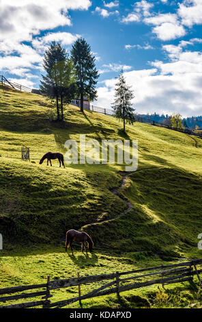 I cavalli pascolano sulla pendenza gassosa nei pressi di alberi. bella e soleggiata giornata autunnale in zona rurale Foto Stock