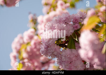 Rosa sakura fiori su un ramoscello. bella primavera sullo sfondo di un fiore di ciliegio contro il cielo blu Foto Stock