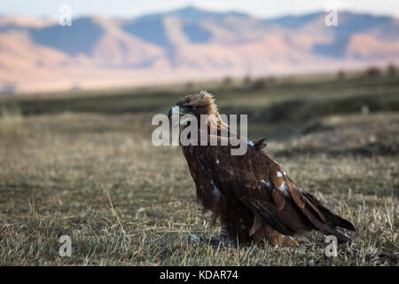 Giovani golden eagle siede sulla steppa mongola. Foto Stock