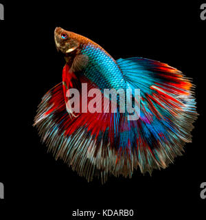 Ritratto di un pesce betta Foto Stock