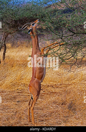 L'Africa. Kenya. Samburu riserva nazionale. La fauna selvatica. Gerenuk. Foto Stock