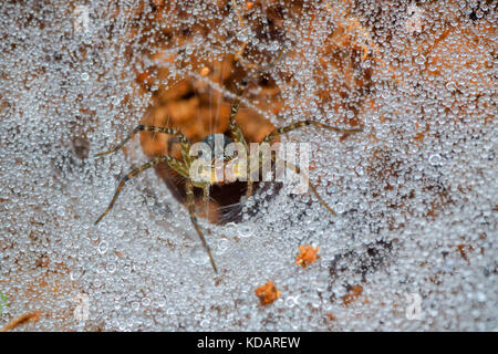 Wolf Spider in IT's web, West Java, Indonesia Foto Stock