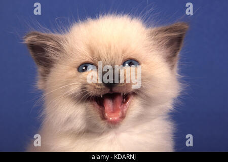 Gattini ragdoll, guarnizione di tenuta, 6 settimane di età, meowing Foto Stock