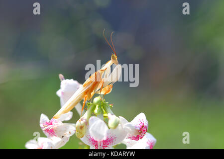 Orchidea Mantis su un fiore, Indonesia Foto Stock