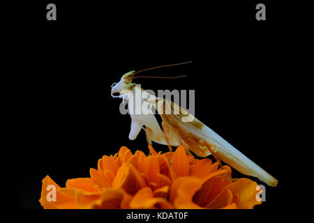 Orchidea Mantis su un fiore, Indonesia Foto Stock