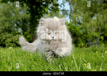 Highlander gattino, camminando su un verde meadoe Foto Stock