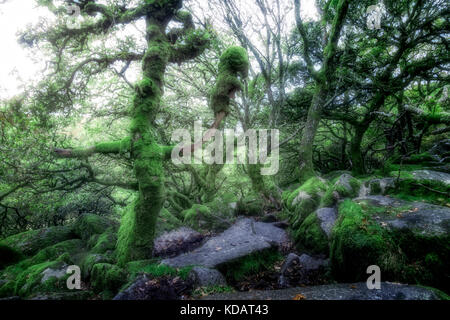 Wistman's Wood, Dartmoor, Devon, Inghilterra, Regno Unito Foto Stock