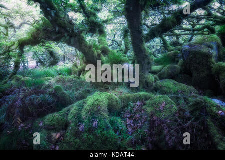 Wistman's Wood, Dartmoor, Devon, Inghilterra, Regno Unito Foto Stock