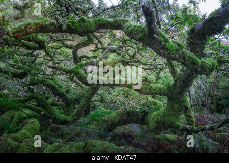 Wistman's Wood, Dartmoor, Devon, Inghilterra, Regno Unito Foto Stock