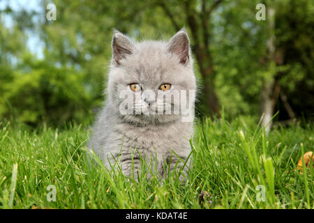 British Shorthair kitten, blu, seduto su un verde prato Foto Stock