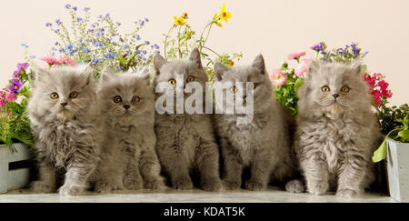 British Shorthair e highlandeer gattino, blu, seduti di fronte a dei fiori Foto Stock