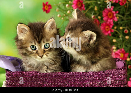 Due gattini, 6 settimane di età, nero tabby, seduti in un cestello tra margherite rosa Foto Stock