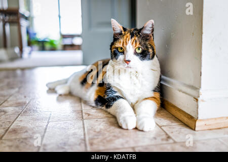 Closeup ritratto della vecchia gatta calico sdraiato da cucina sul pavimento piastrellato in casa, casa, appartamento Foto Stock