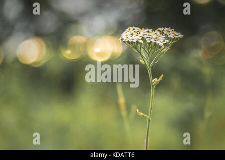 Yarrow comune in fiore nel bosco al tramonto Foto Stock