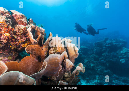 I subacquei ad esplorare le formazioni coralline di Agincourt Reef, Great Barrier Reef Marine Park, Port Douglas, Queensland, Australia Foto Stock