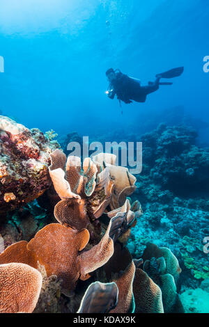 Subacqueo ad esplorare le formazioni coralline di Agincourt Reef, Great Barrier Reef Marine Park, Port Douglas, Queensland, Australia Foto Stock