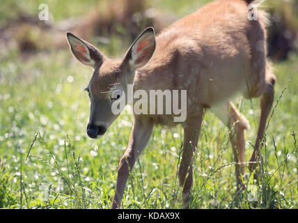 White-Tailed Deer Fawn passeggiate Foto Stock