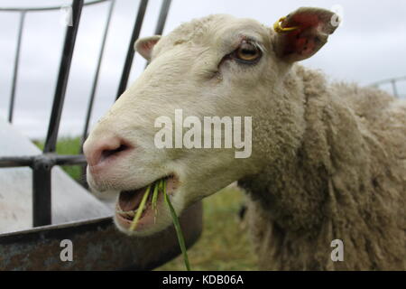 Pecore da masticare Foto Stock