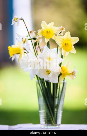 In casa daffodil bouquet nel bicchiere con la natura in background. diversi tipi di narciso fiori in vaso improvvisato su una terrazza. Foto Stock