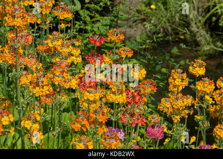 Candelabri Primula Foto Stock