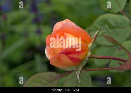 Lady Rose Emma Hamilton Foto Stock