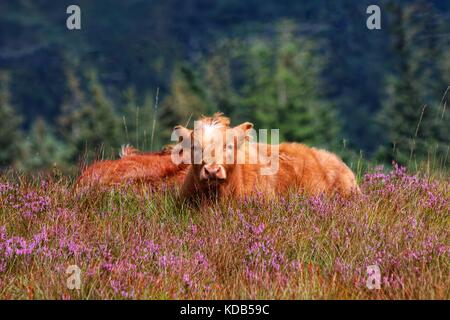 Highland bovini in Scozia, Highlands Foto Stock