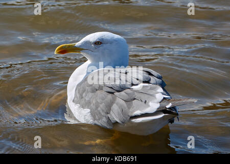 Lesser Black Backed Gull su acqua Foto Stock