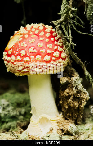 Amanita muscaria, noto come fly agaric o fly amanita. toadstool o flybane, close up rosso funghi velenosi crescente nella foresta sotto la radice della struttura ad albero. Foto Stock